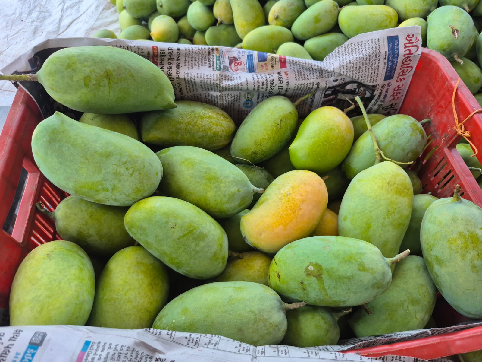 Ultra High Density Orchard