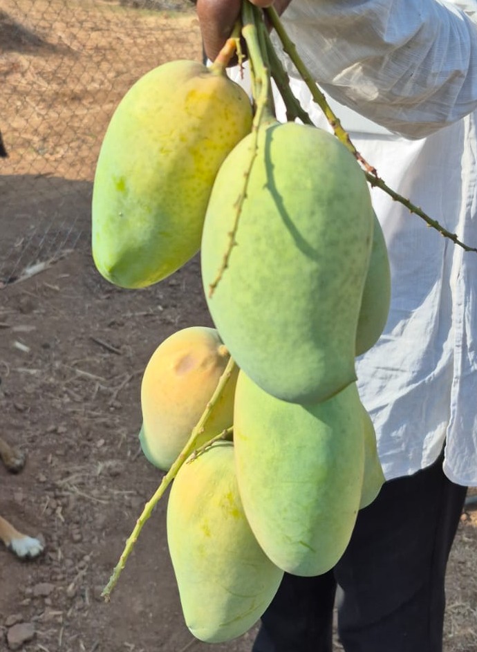 Mango Trees with Mountains