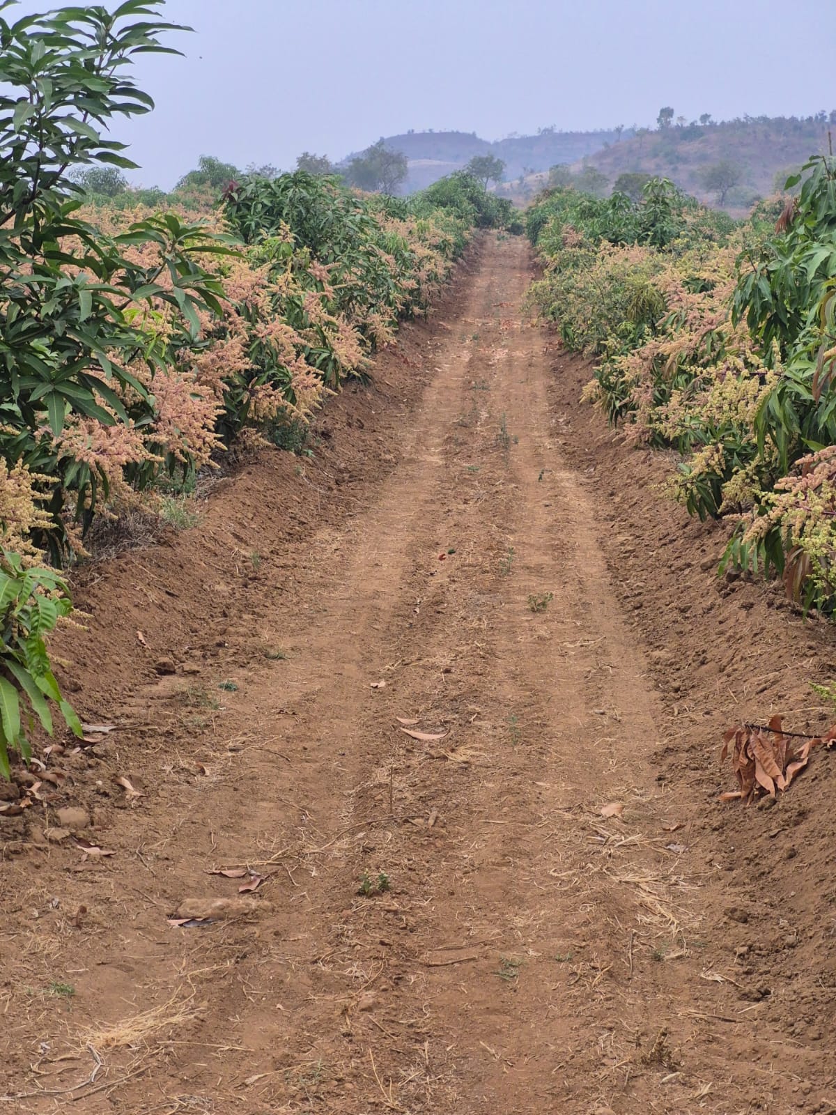 Kesar Mango Close-up