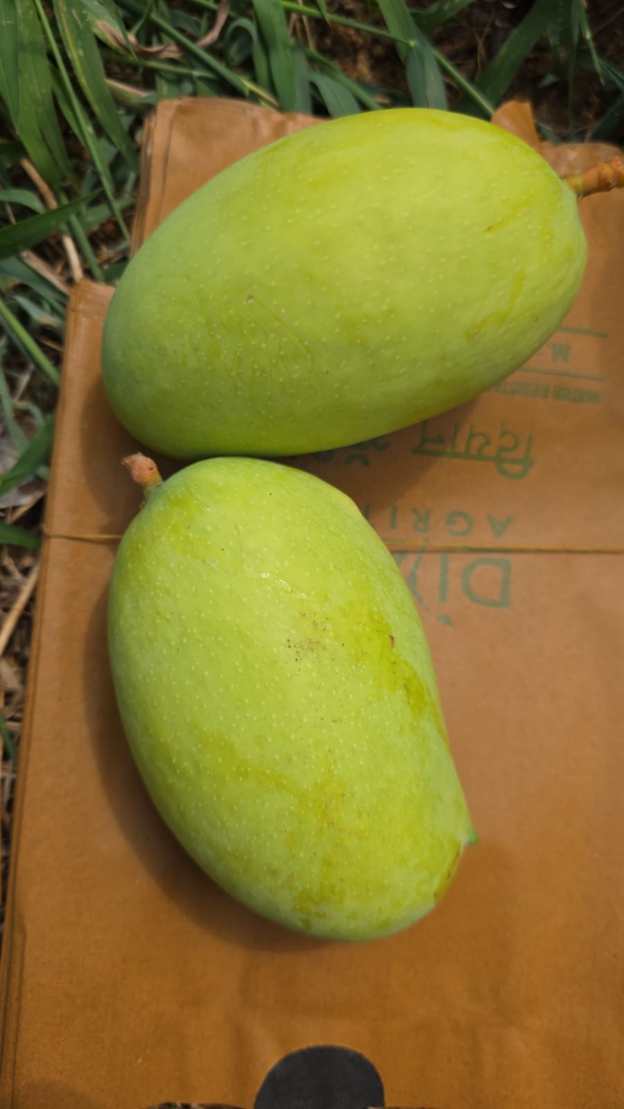 Ultra High Density Orchard